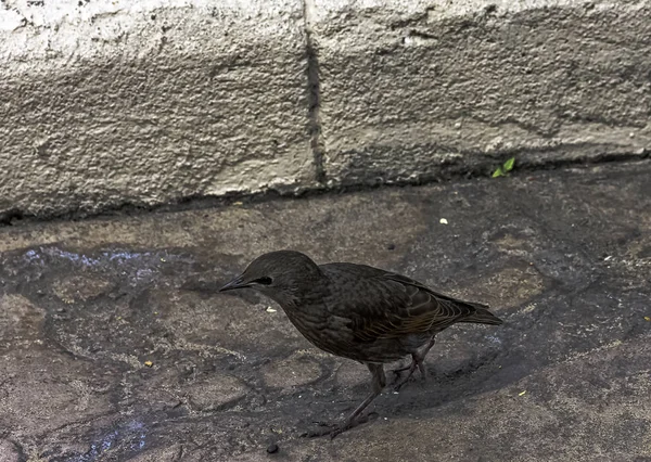 Prunella Modularis Conhecida Por Dunnock Hedge Accentor Hedge Sparrow Hedge — Fotografia de Stock