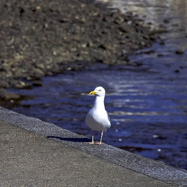 Европейская Сельдь Larus Argentatus Сен Мало Бретань Франция — стоковое фото