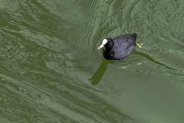 Piscina Eurasian Coot Fulica Atra Parque Francês — Fotografia de Stock