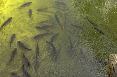 Marne Nehri'nin balık dolu havadan görünümü - Meaux, Fransa
