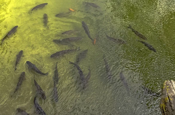 魚でいっぱいのマルヌ川の航空写真 Meaux フランス — ストック写真