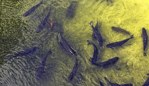 充满鱼的马恩河鸟瞰图 法国梅奥 — 图库照片