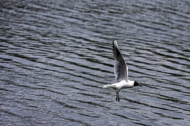 Kahverengi başlıklı martı (chroicocephalus maculipennis) Park, Londra, Birleşik Krallık uçan