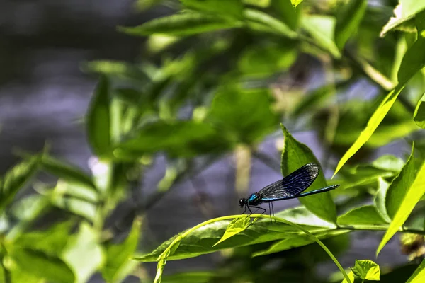 Libélula Demoiselle Banded Calopteryx Splendens Macho Parque Britânico — Fotografia de Stock