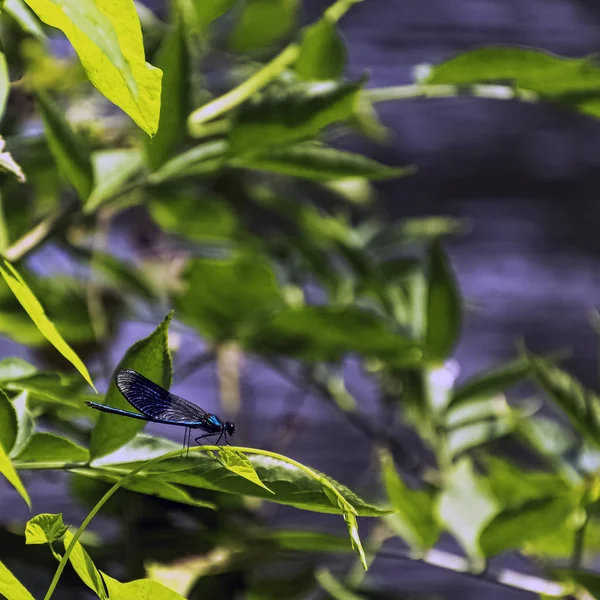Bantlı Demoiselle Yusufçuk Calopteryx Splendens Ngiliz Parkta Erkek — Stok fotoğraf
