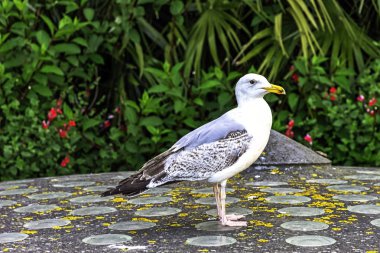Genç Avrupa ringa martı (Larus argentatus) - Saint-Malo, Brittany, Fransa