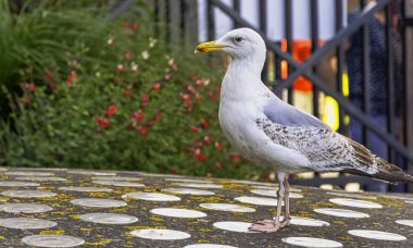 Genç Avrupa ringa martı (Larus argentatus) - Saint-Malo, Brittany, Fransa