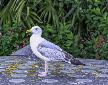 Genç Avrupa ringa martı (Larus argentatus) - Saint-Malo, Brittany, Fransa