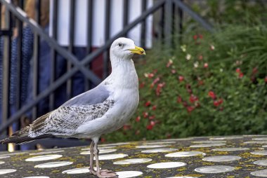 Genç Avrupa ringa martı (Larus argentatus) - Saint-Malo, Brittany, Fransa