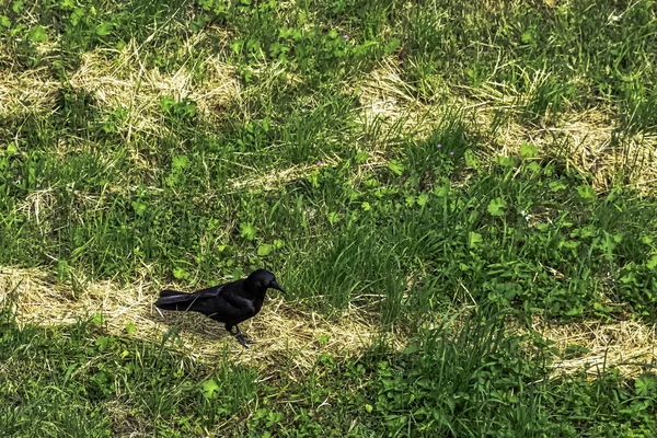 Carrion Crow Corvus Corone Parque Francés Vincennes Val Marne Francia —  Fotos de Stock