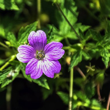 Yaban Sardunya palustre bataklık cranesbill olarak bilinen 