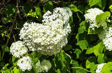 Bigleaf, French ya da mophead hydrangea, penny mac ve hortensia olarak bilinen ortanca.