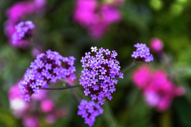 Verbena brasiliensis Brezilya Mine çiçeği veya Brezilya Mine olarak bilinen