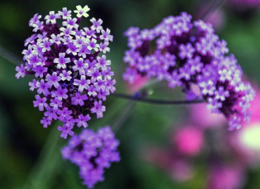 Verbena brasiliensis Brezilya Mine çiçeği veya Brezilya Mine olarak bilinen