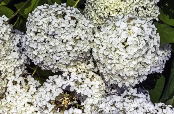 Hydrangea macrophylla known as bigleaf, French or mophead hydrangea, penny mac and hortensia