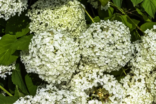 Hydrangea Macrophylla Γνωστή Bigleaf Γαλλική Mophead Hydrangea Penny Mac Και — Φωτογραφία Αρχείου