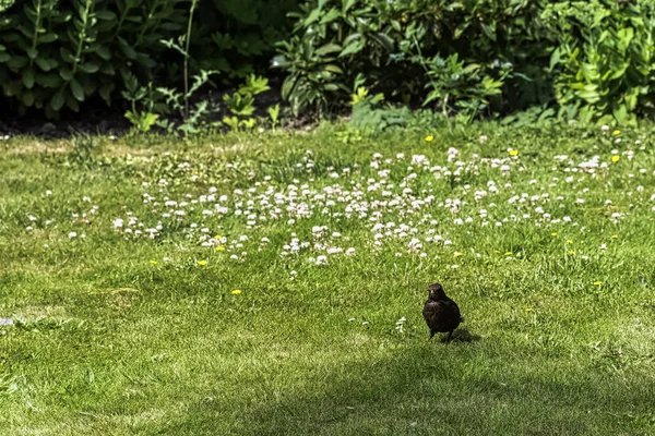 Female Turdus Merula Known Common Eurasian Blackbird British Park Chichester — Stock Photo, Image