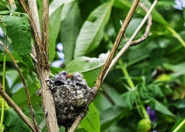 Avrupa ada çayı (Carduelis carduelis) civciv yuvası - Londra, İngiltere