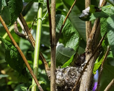 Avrupa ada çayı (Carduelis carduelis) civciv yuvası - Londra, İngiltere