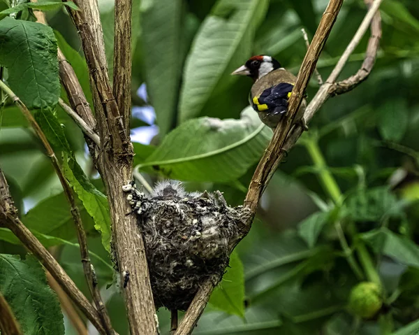 Stieglitz Carduelis Carduelis Nistet Mit Küken London Vereinigtes Königreich — Stockfoto