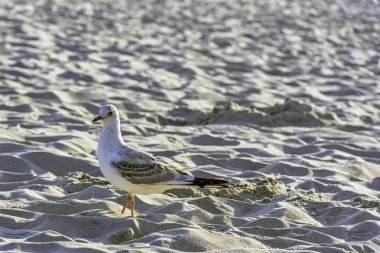 Genç siyah başlı martı (Chroicocephalus ridibundus) Polonya sahilinde kış tüyleri