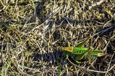 Büyük yeşil çalı-kriket (Tettigonia viridissima) - katydid büyük türler