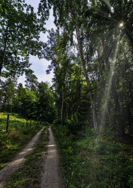 Polonya vahşi ormanı görünür güneş ışınları ile - Slowinski Ulusal Parkı, Polonya