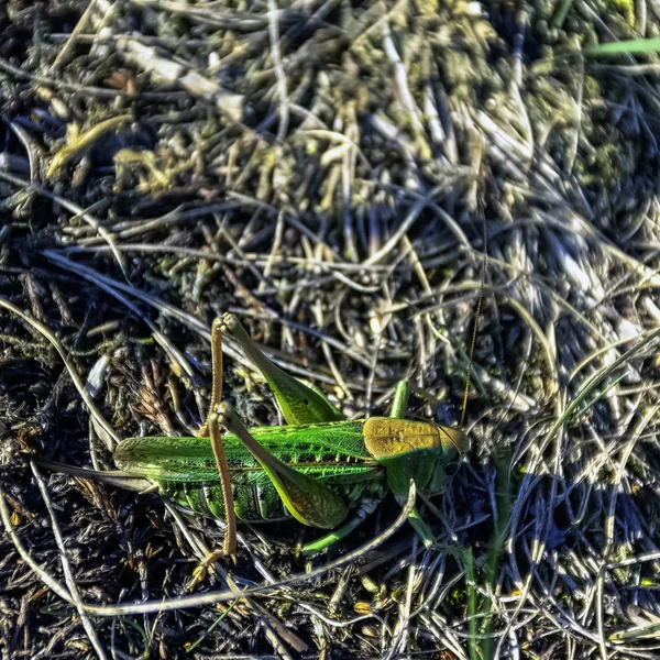 Великий Зелений Кущ Крикет Tettigonia Virididas Великий Вид Катагідроїдів — стокове фото