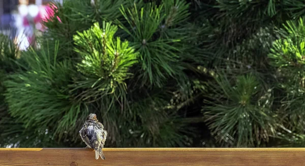 房子麻雀 传家家 与松树的背景 波美拉尼亚 — 图库照片