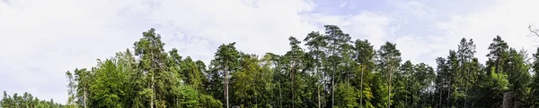 Polskie Dzikie Lasy Słowiński Park Narodowy Polska — Zdjęcie stockowe