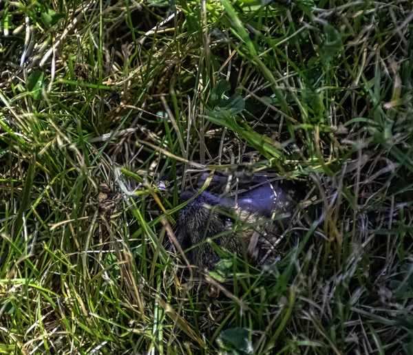 Young Bank Vole Myodes Glareolus Tidligere Clethrionomys Glareolus Gjemt Gresset – stockfoto