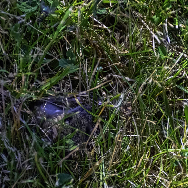 Молодая Полевка Myodes Glareolus Ранее Clethrionomys Glareolus Спрятанная Траве — стоковое фото
