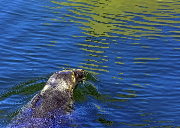 Grijze Zegel Halichoerus Grypus Zwemmen Baltische Zee Hel Pommeren Polen — Stockfoto