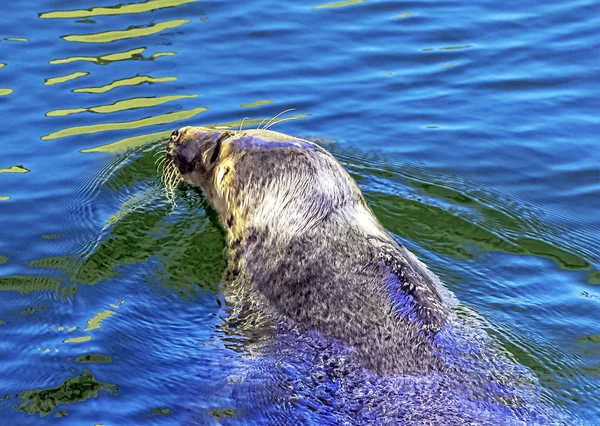 Grey Seal Halichoerus Grypus Swimming Baltic Sea Hel Pomerania Poland — Stock Photo, Image