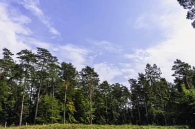 Lehçe vahşi orman - Slowinski Milli Parkı, Polonya