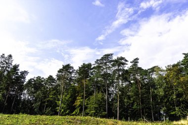 Lehçe vahşi orman - Slowinski Milli Parkı, Polonya