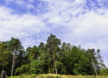 Lehçe vahşi orman - Slowinski Milli Parkı, Polonya