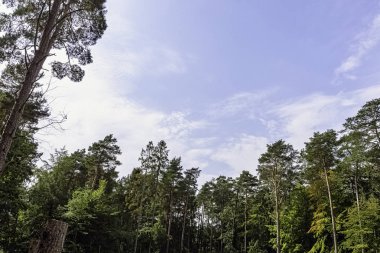 Lehçe vahşi orman - Slowinski Milli Parkı, Polonya