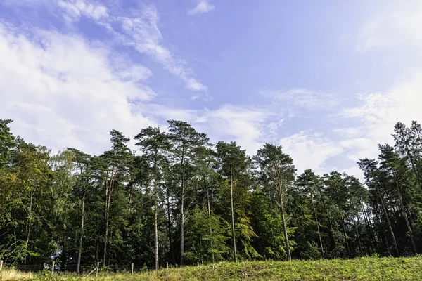 Polonya Vahşi Ormanı - Kampinos Ulusal Parkı, Polonya