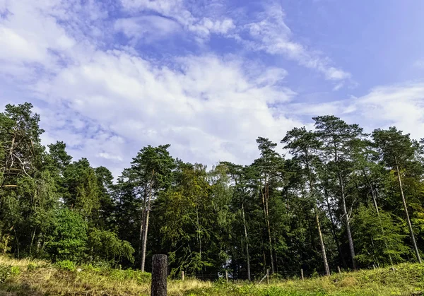 Lehçe vahşi orman - Slowinski Milli Parkı, Polonya