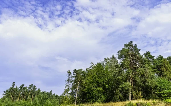 Polonya Vahşi Ormanı - Kampinos Ulusal Parkı, Polonya