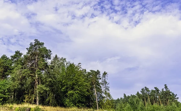 Lehçe vahşi orman - Slowinski Milli Parkı, Polonya