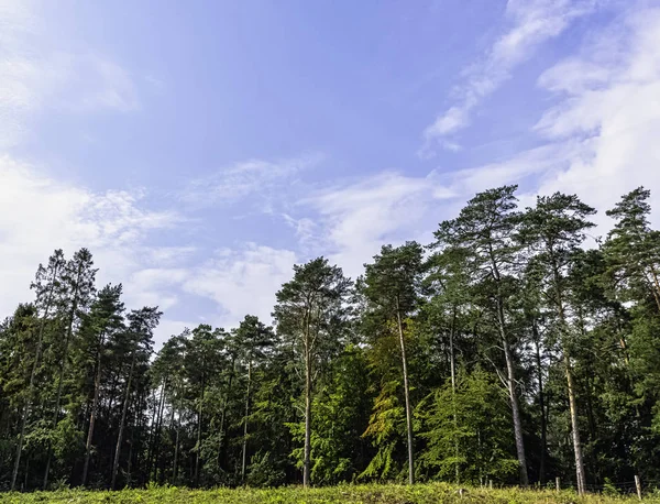 Polonya Vahşi Ormanı - Kampinos Ulusal Parkı, Polonya
