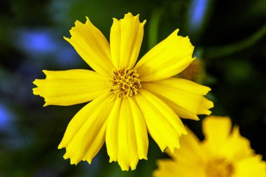 Evren bipinnatus, yaygın Bahçe cosmos veya Meksika aster denilen 