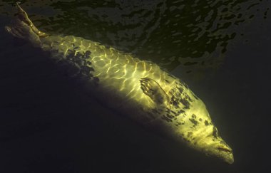Baltık Denizi'nde yüzen gri fok (Halichoerus grypus) - Hel, Pomerania, Polonya
