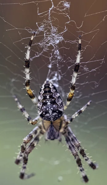 阿兰纽斯二角蜘蛛通常被称为加冕的球织机 欧洲花园 迪德姆 南瓜或十字蜘蛛 乔采沃 波美拉尼亚 — 图库照片