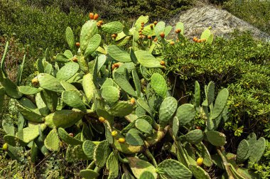 Opuntia stricta - Dikenli armut kaktüs - Vernazza, Cinque Terre, İtalya
