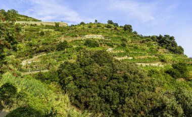 Monterosso al Mare, Cinque Terre, Liguria, İtalya'da üzüm bağı