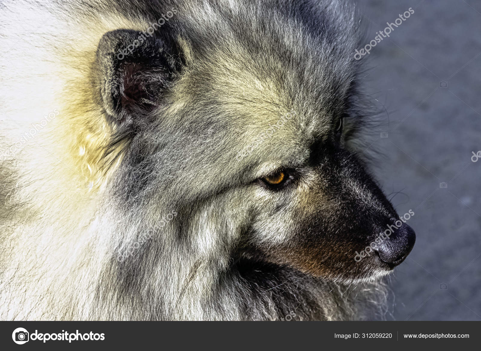 keeshond plush