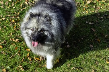 Keeshondis orta boylu, pelüş, iki katmanlı gümüş ve siyah kürklü, fırfırlı ve kıvrık kuyruklu bir köpek.